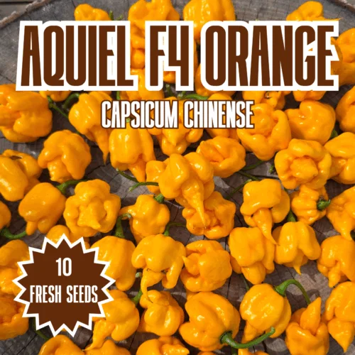 Aquiel F4 Orange Chilli Seeds