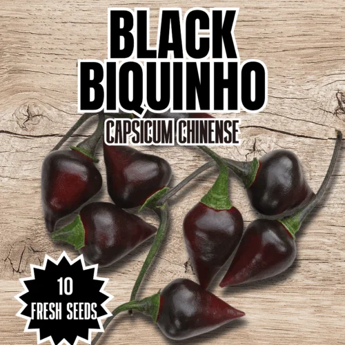 Black Biquinho Chilli Seeds