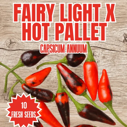 Fairy light x hot pallet Chilli Seeds