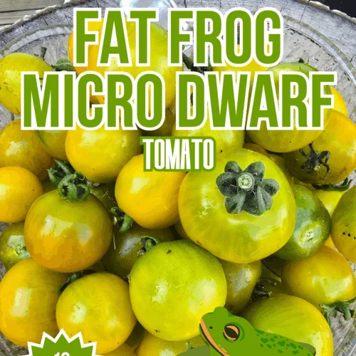 Fat Frog Micro Dwarf Tomato Seeds