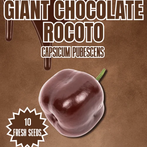 Giant Chocolate Rocoto Chilli Seeds