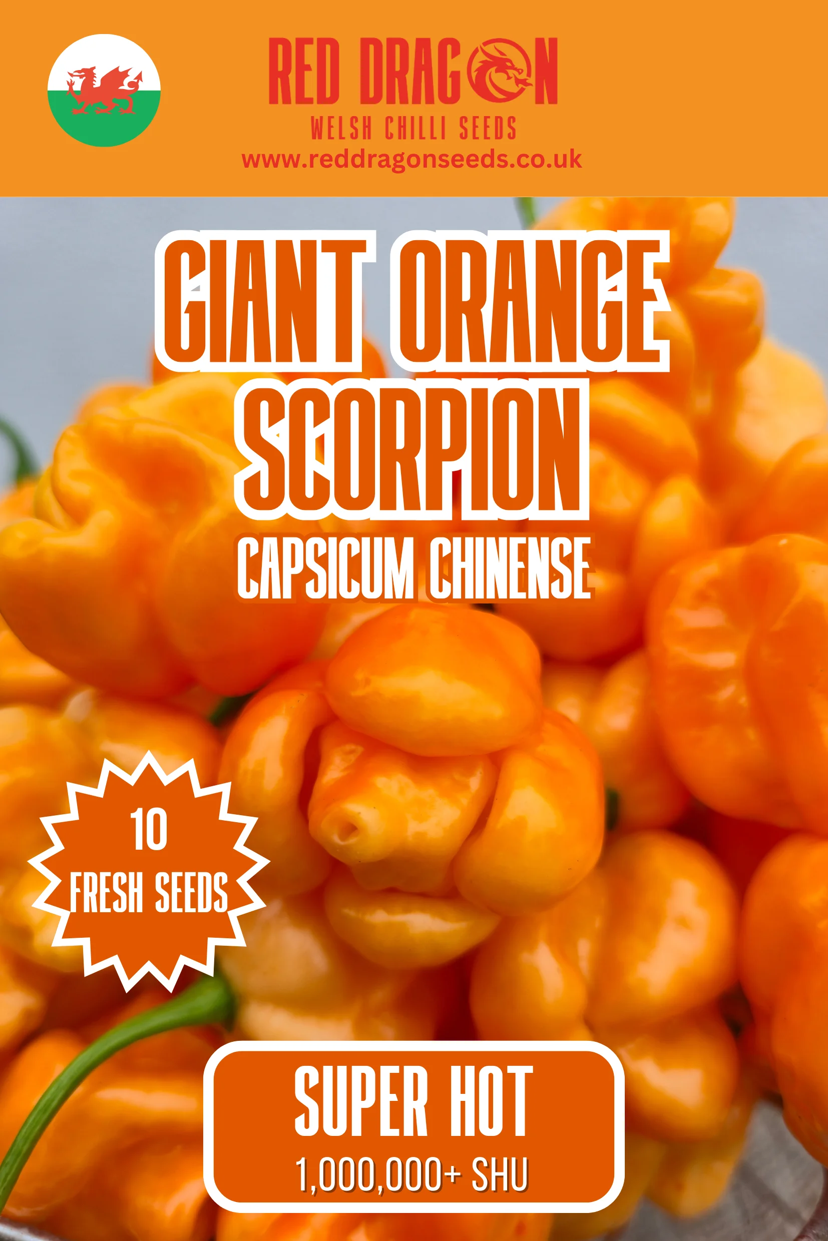 Giant Orange Scorpion Chilli Seeds