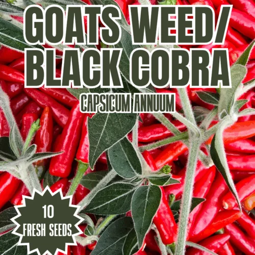 Goats Weed/Black Cobra Chilli Seeds