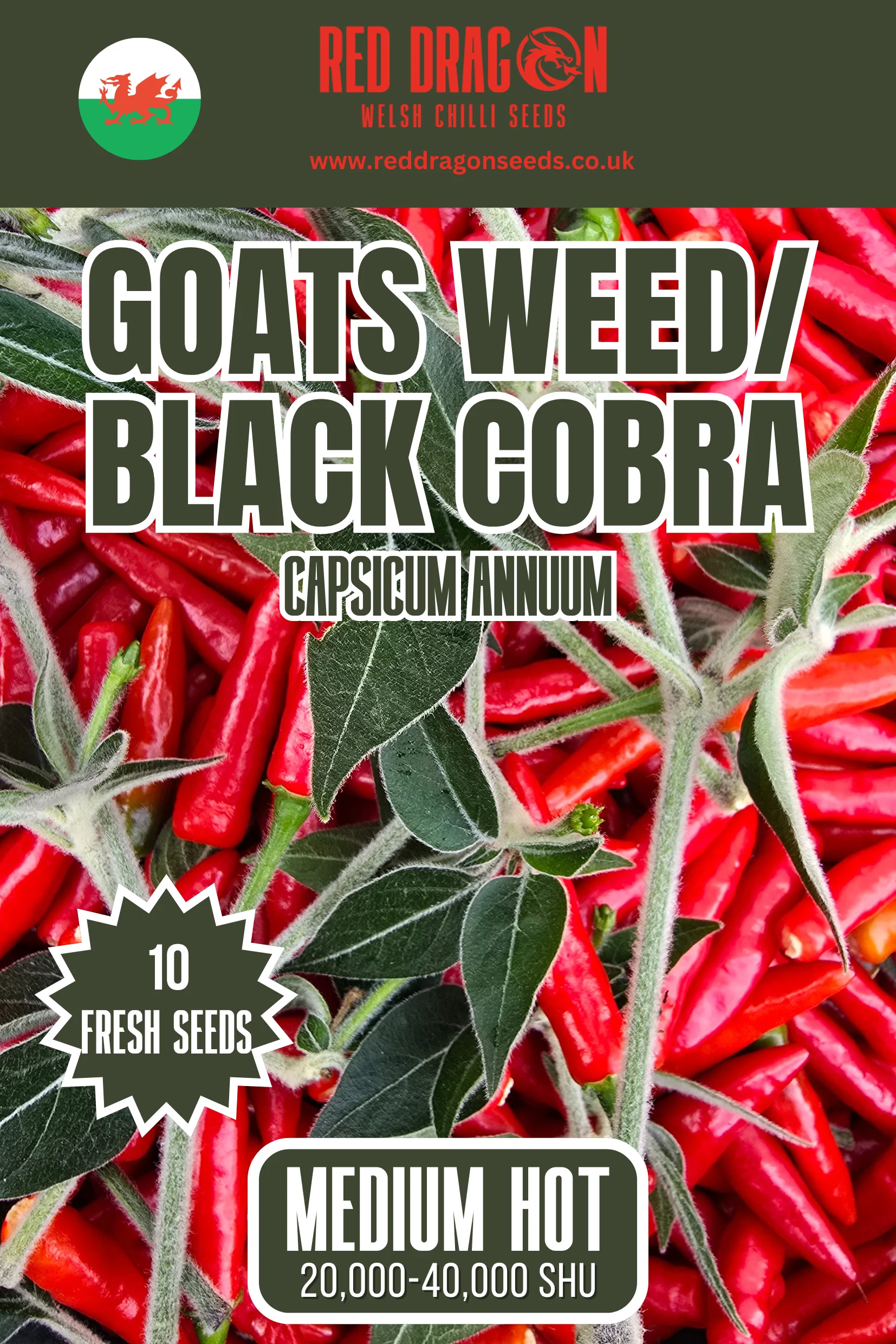 Goats Weed/Black Cobra Chilli Seeds