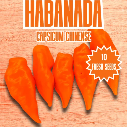Habanada Chilli Seeds