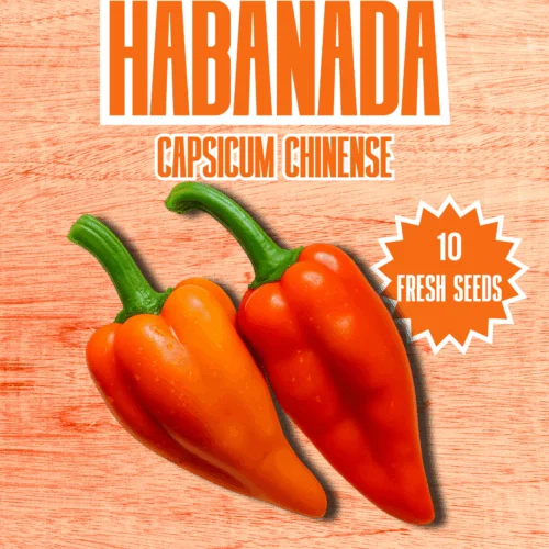 Habanada Chilli Seeds