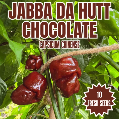 Jabba Da Hutt Chocolate Chilli Seeds