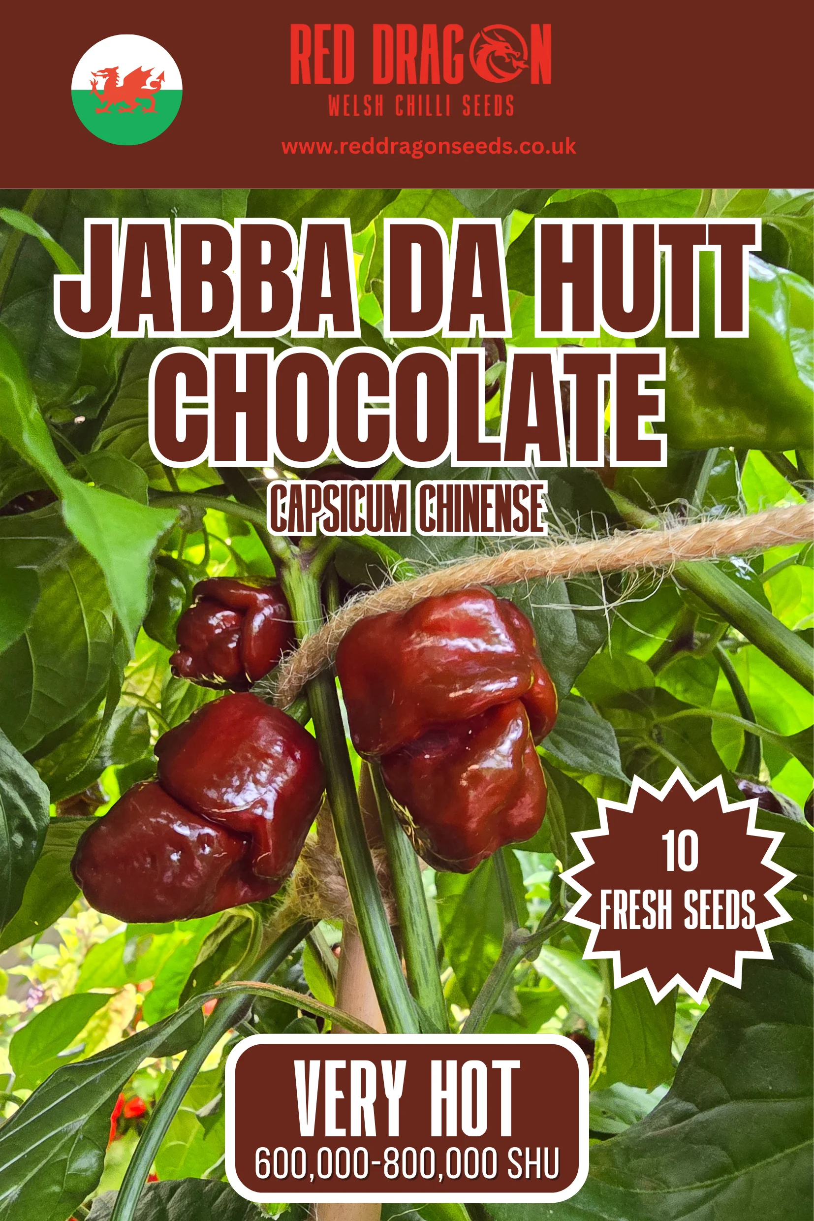 Jabba Da Hutt Chocolate Chilli Seeds