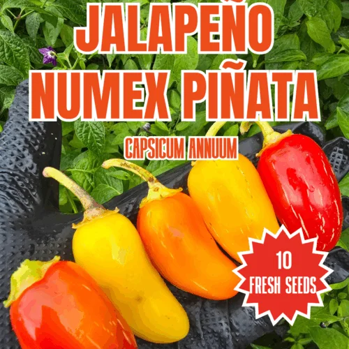 Jalapeño NuMex Piñata Chilli Seeds