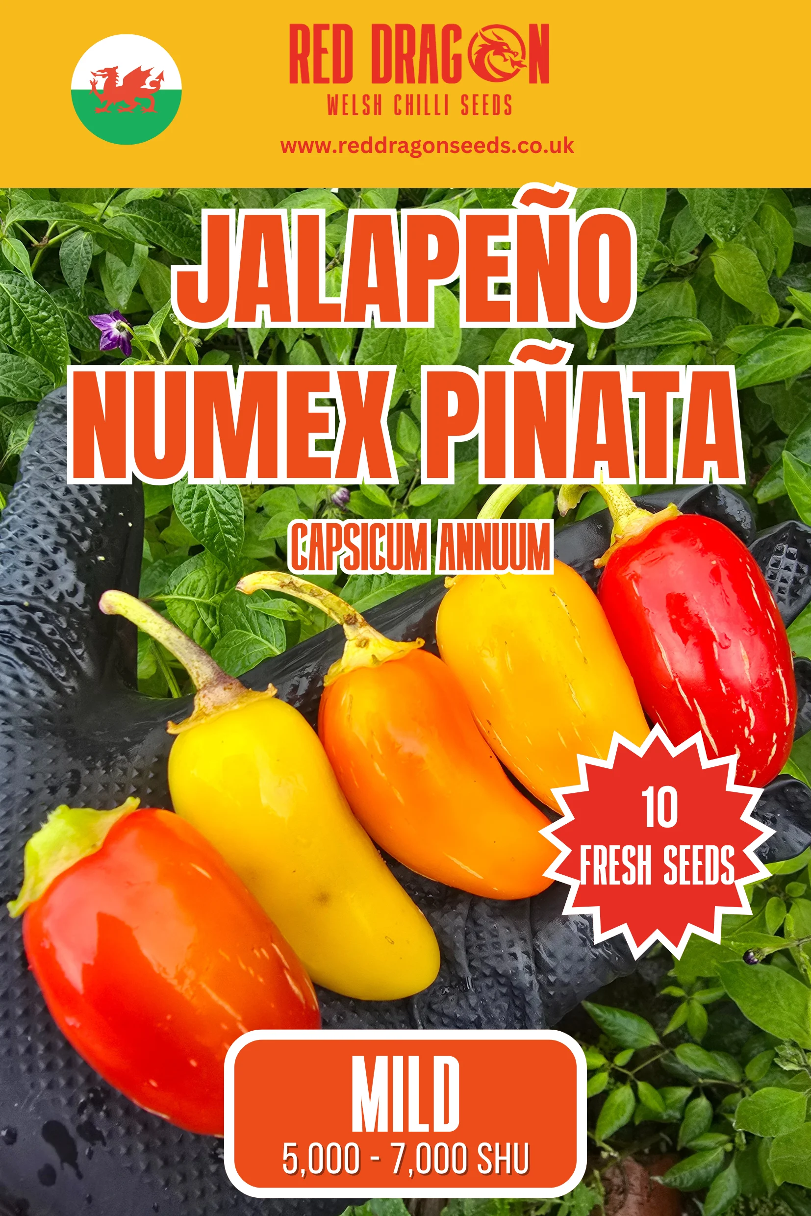 Jalapeño NuMex Piñata Chilli Seeds