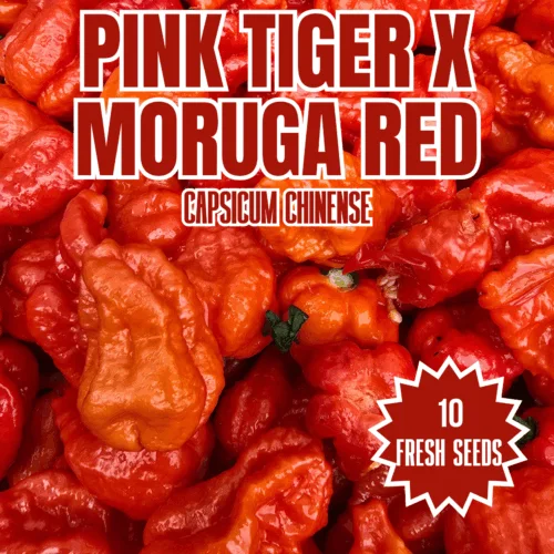 Pink tiger x moruga red chilli seeds