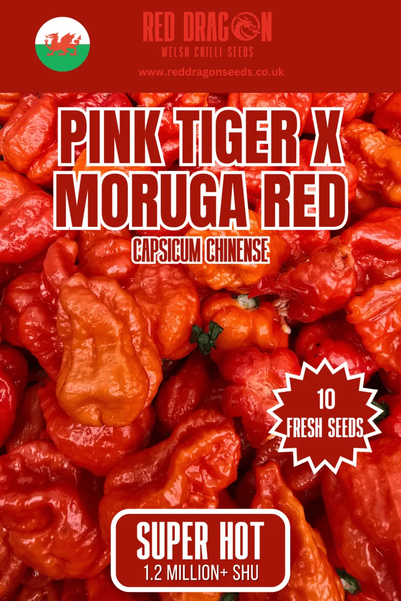 Pink tiger x moruga red chilli seeds