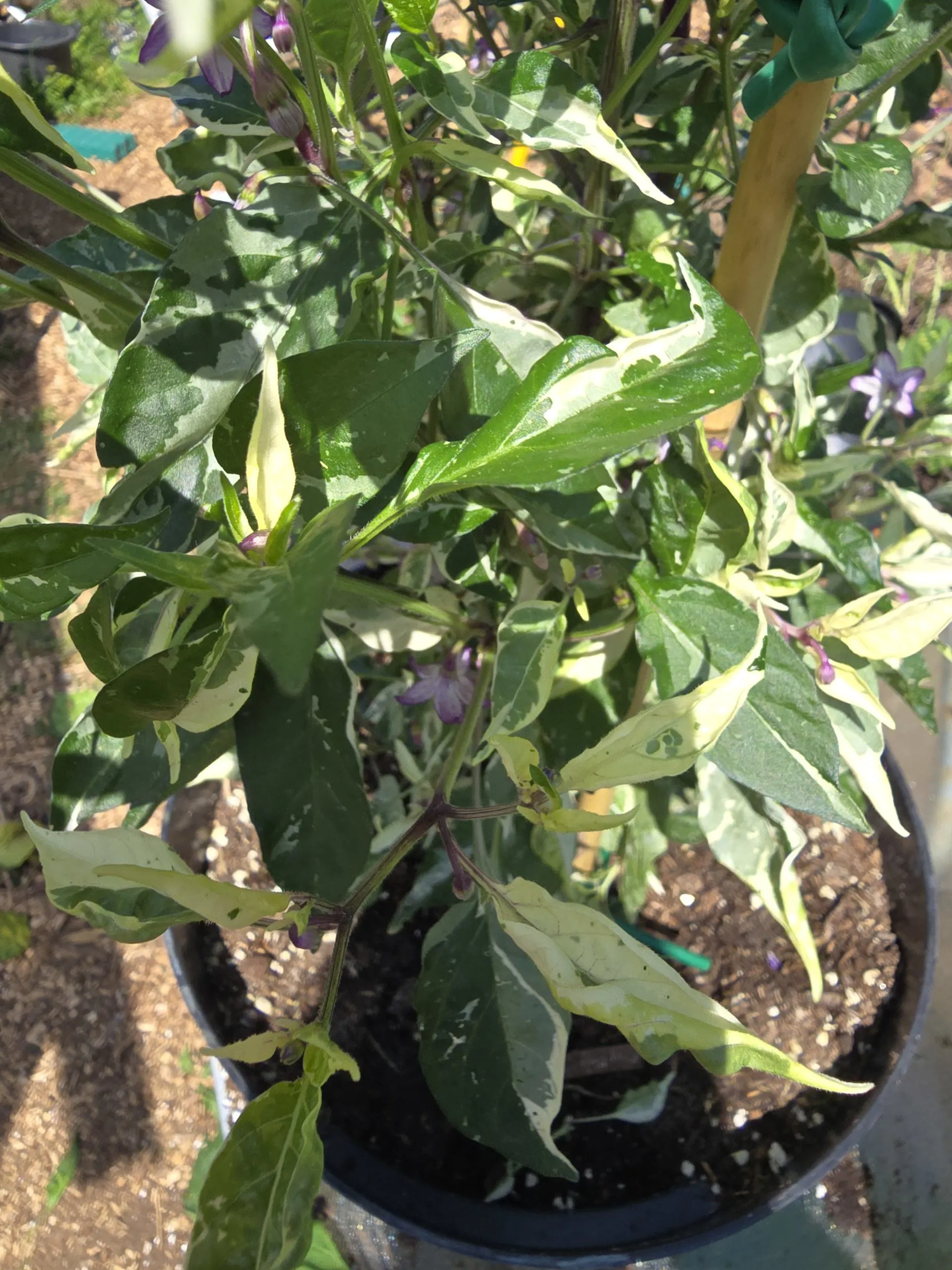 Dreamcatcher Dwarf × Buena Mulato F5 Chilli Seeds - Image 2