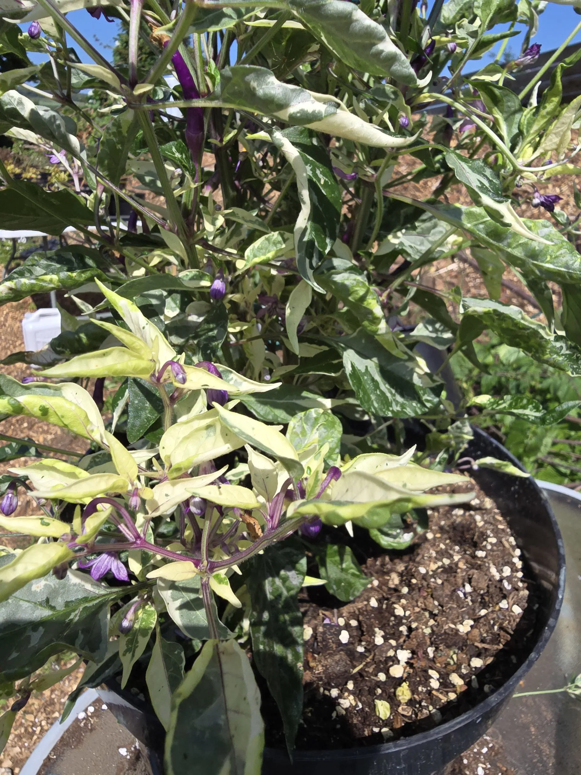 Dreamcatcher Dwarf × Buena Mulato F5 Chilli Seeds