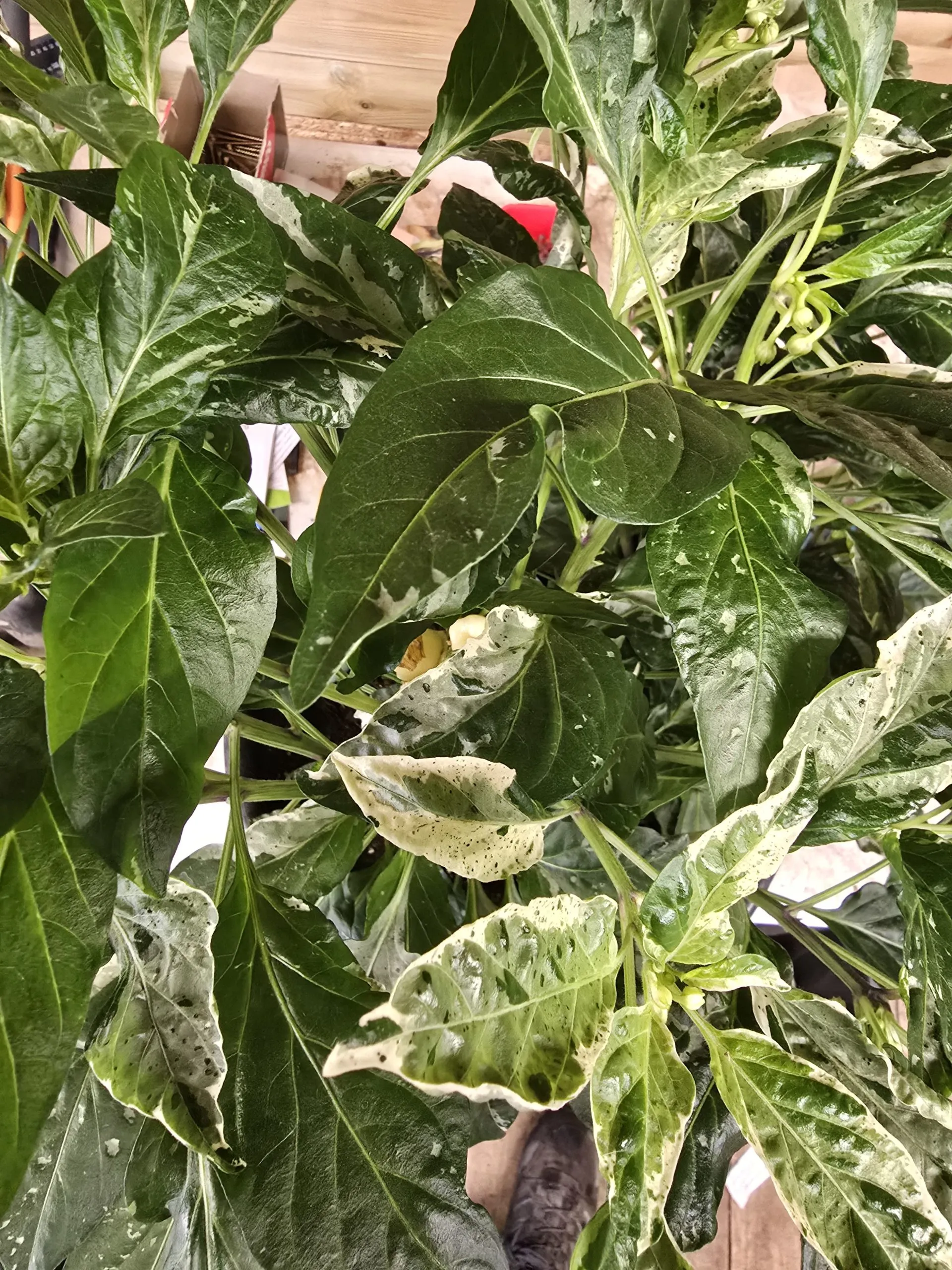 F6 Variegated Mutant x BRW x Yellow Bouquet - Image 6