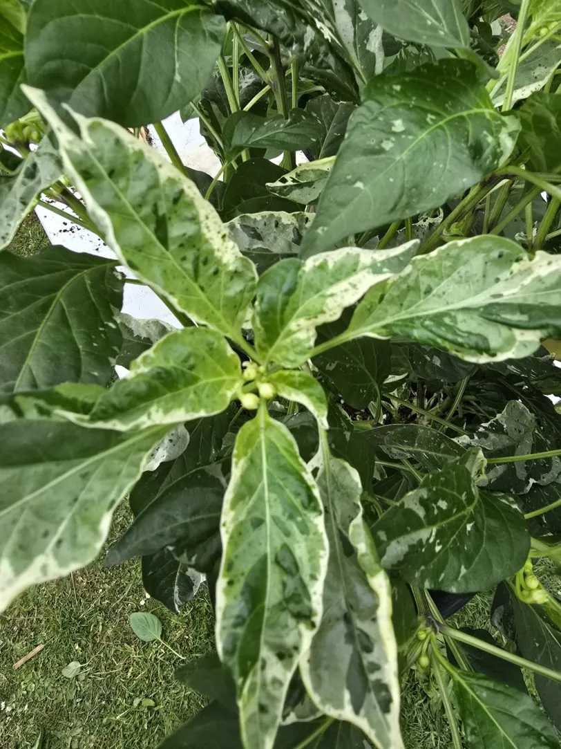 F6 Variegated Mutant x BRW x Yellow Bouquet - Image 8