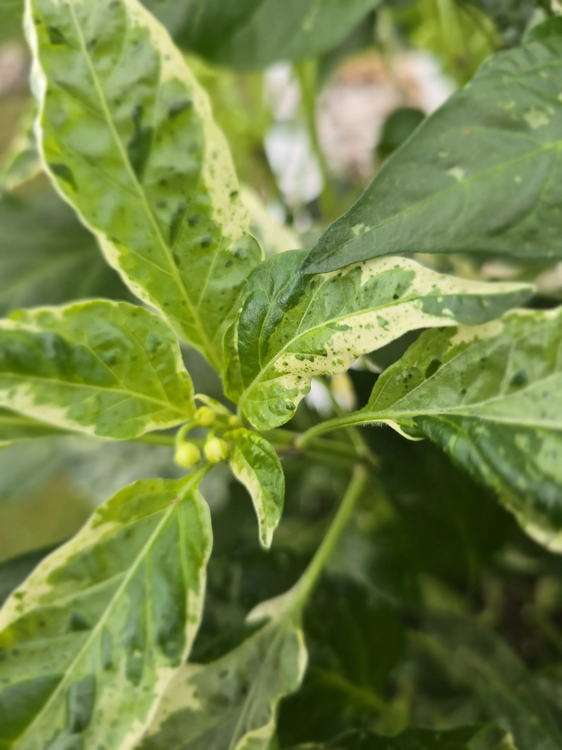 F6 Variegated Mutant x BRW x Yellow Bouquet - Image 9