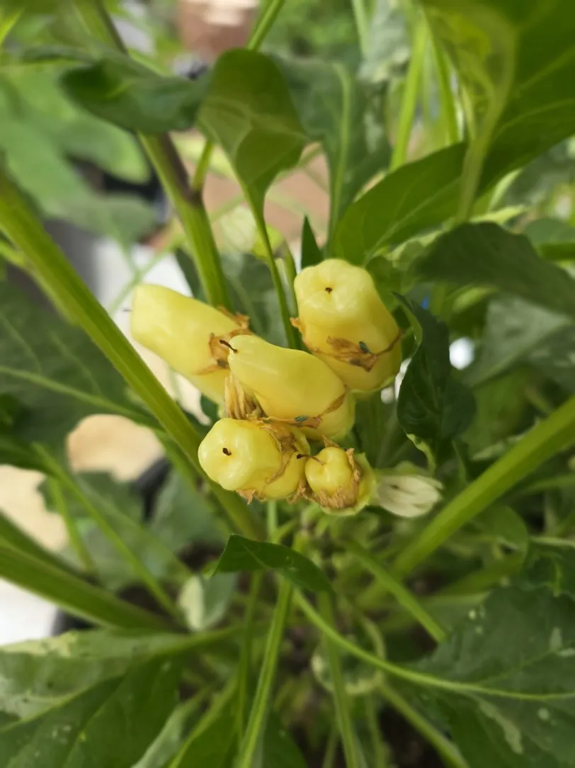F6 Variegated Mutant x BRW x Yellow Bouquet - Image 10