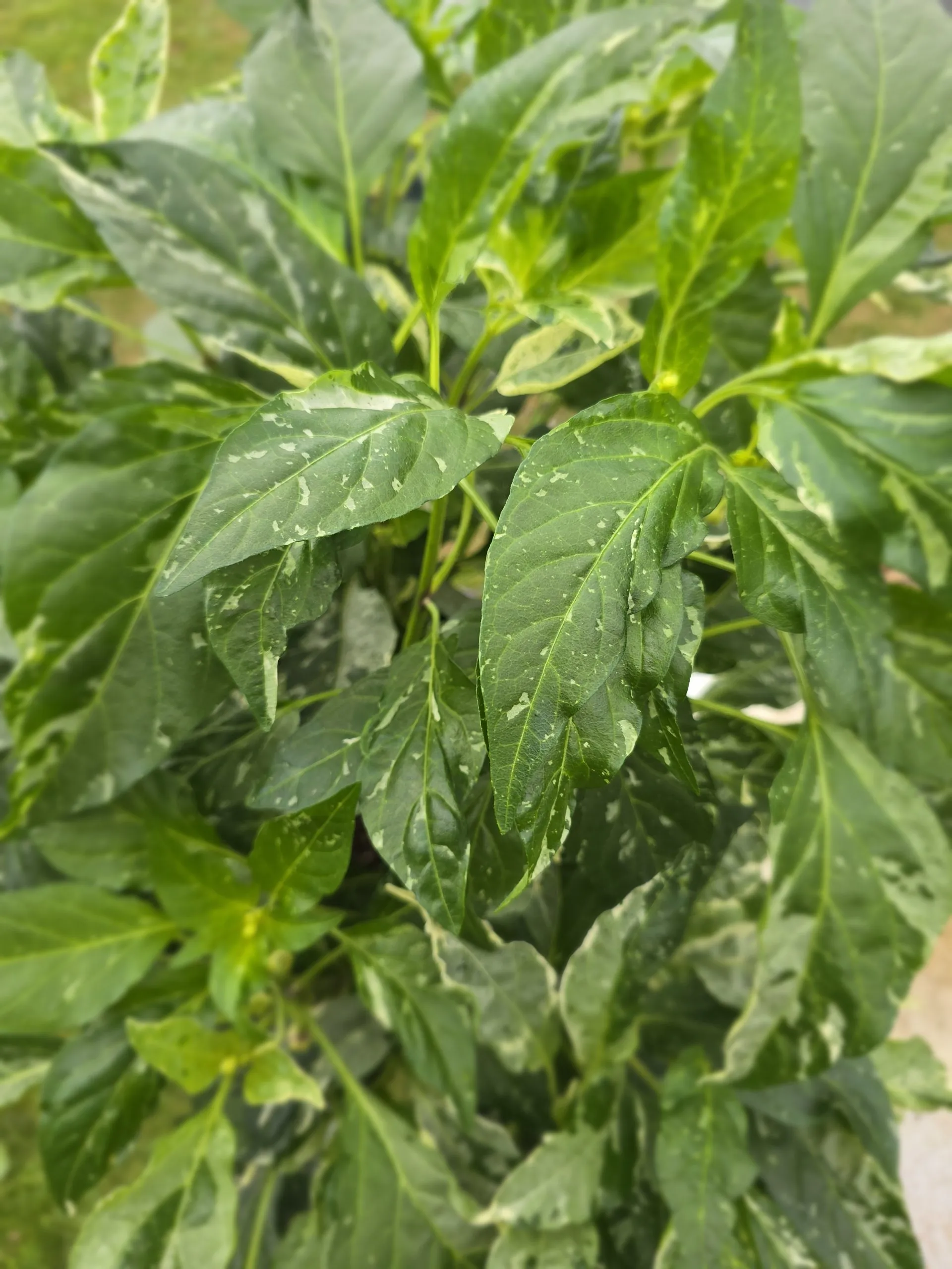 F6 Variegated Mutant x BRW x Yellow Bouquet - Image 11