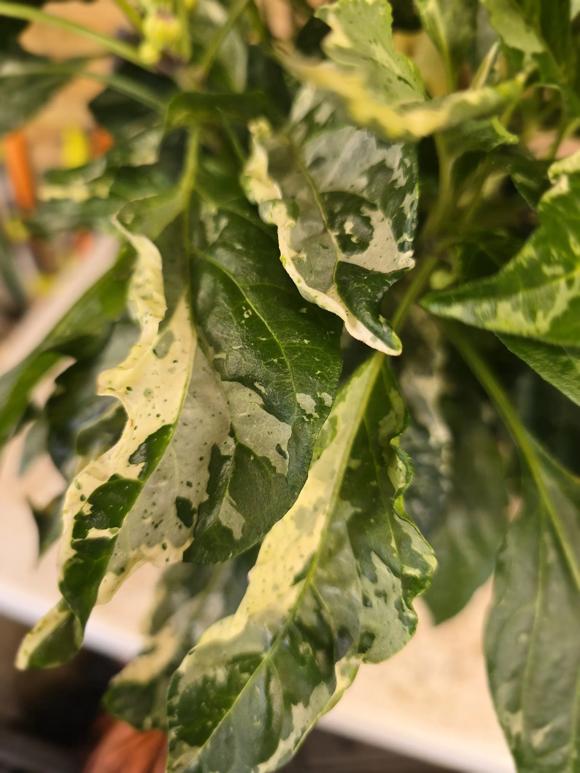 F6 Variegated Mutant x BRW x Yellow Bouquet - Image 12