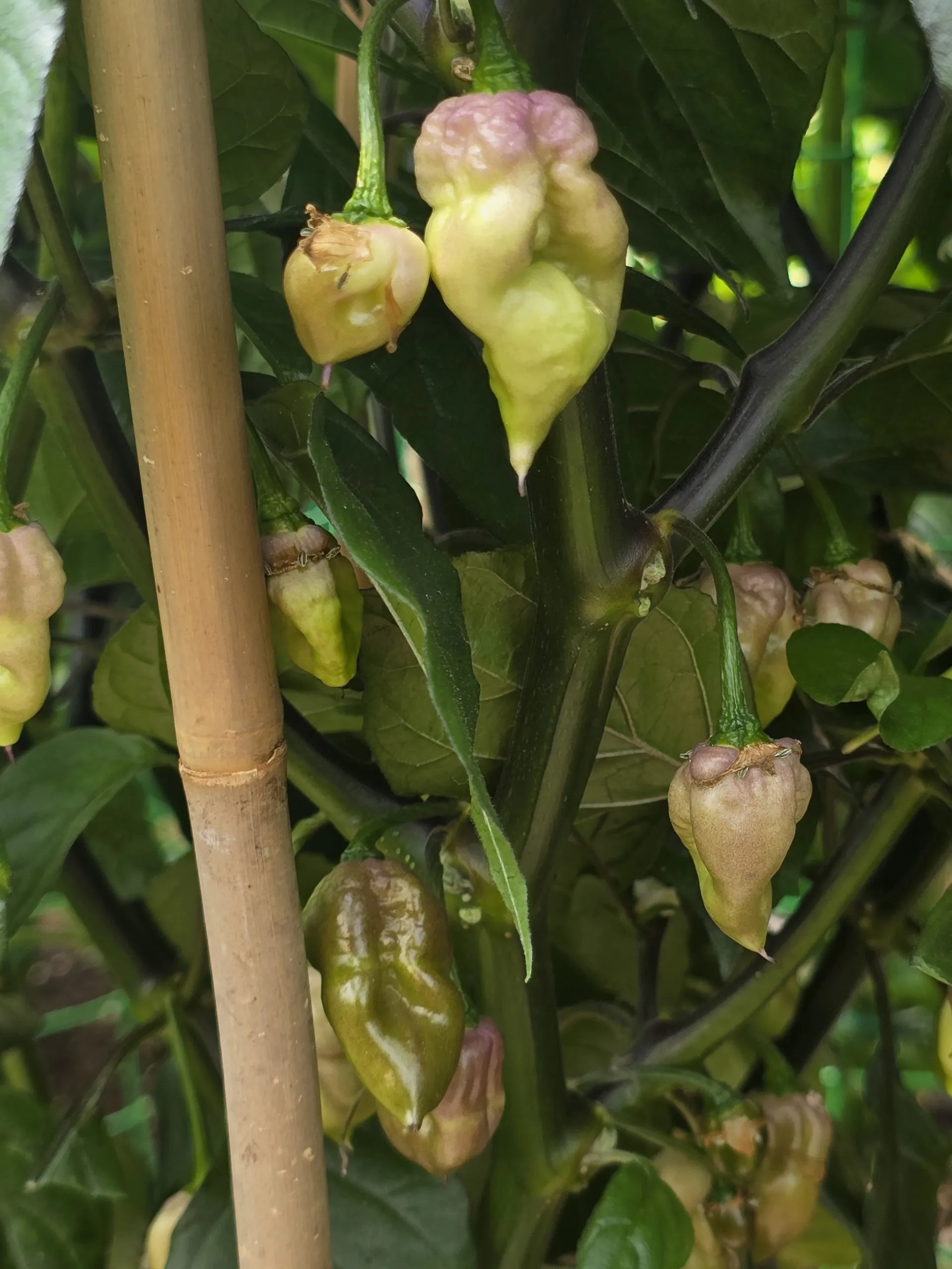 Delirio Chilli Seeds - Image 14