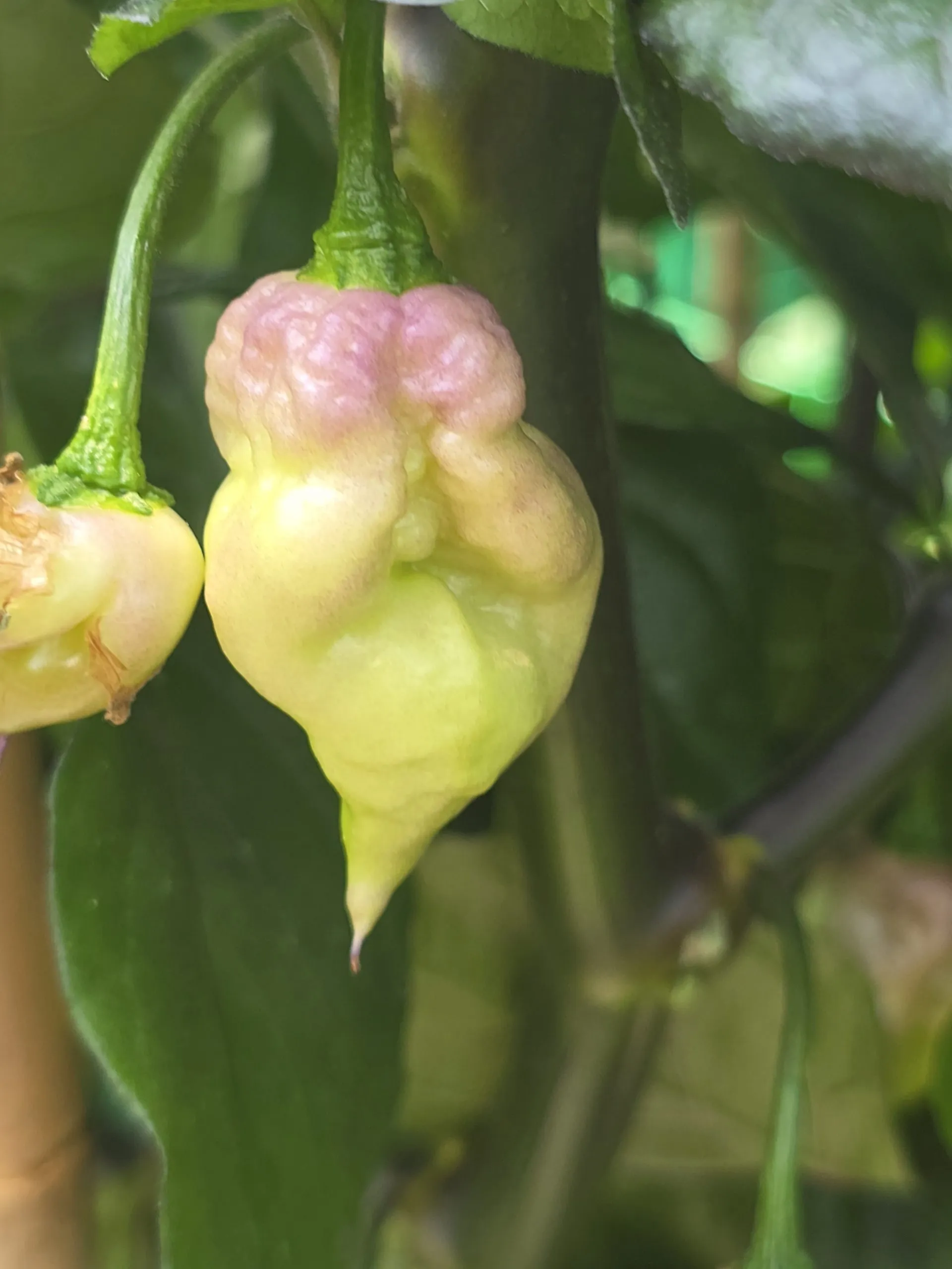 Delirio Chilli Seeds - Image 13