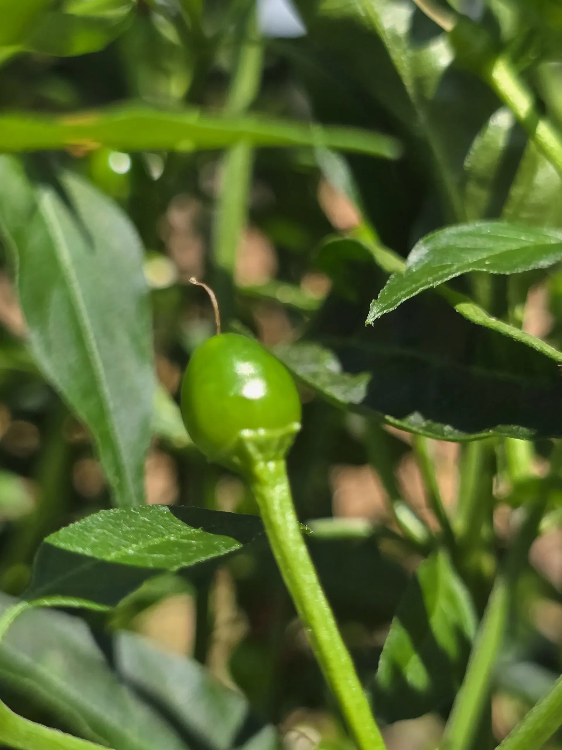 Chiltepin Sonoran Chilli Seeds - Image 2