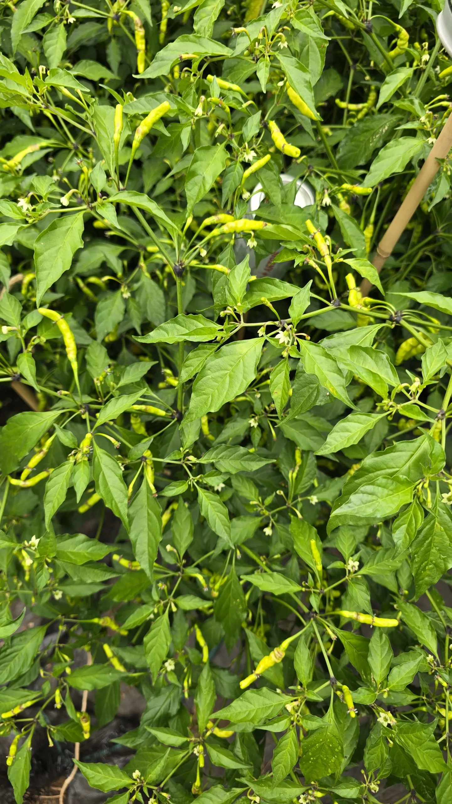 Aribibi Gusano (Caterpillar Pepper) Chilli Seeds - Image 3