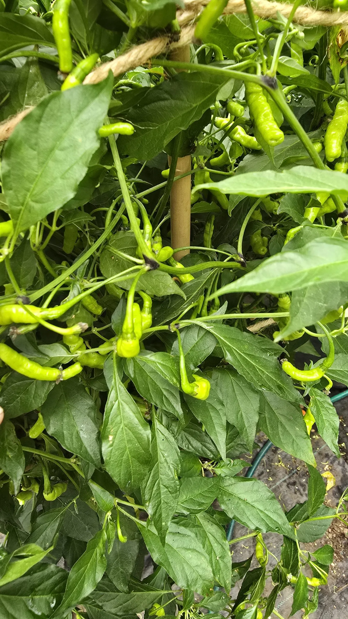 Aribibi Gusano (Caterpillar Pepper) Chilli Seeds - Image 2