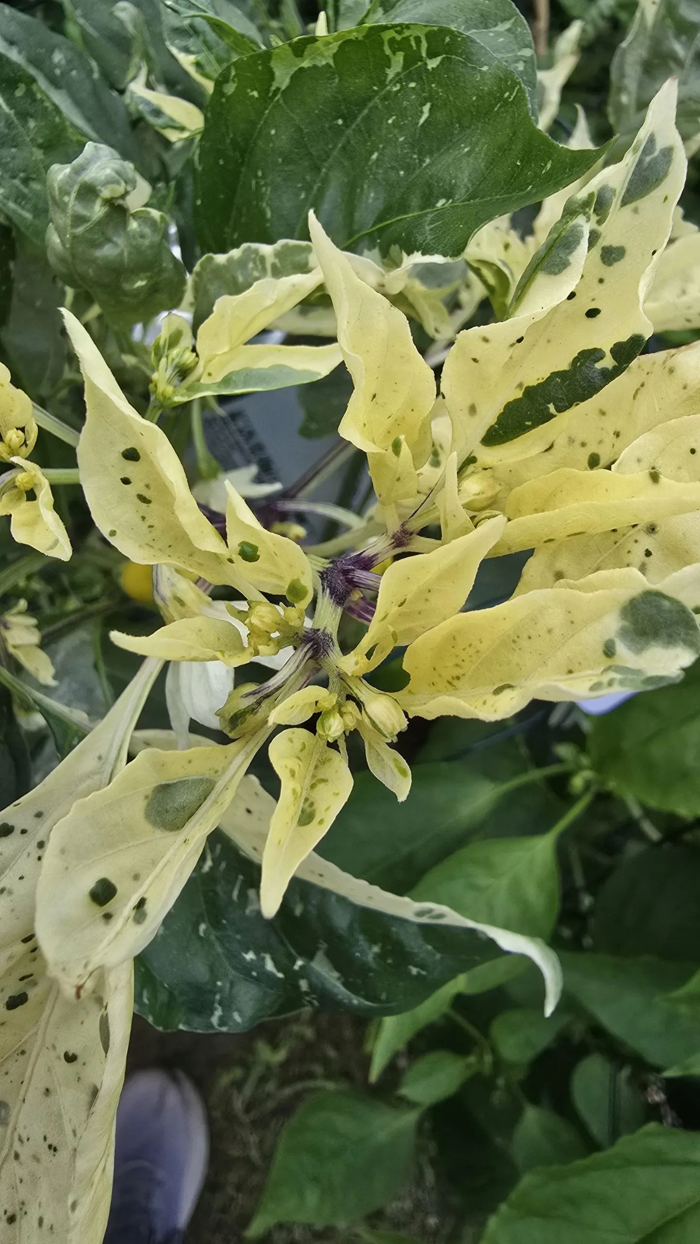 Tiger Anaheim Chilli Seeds - Image 9