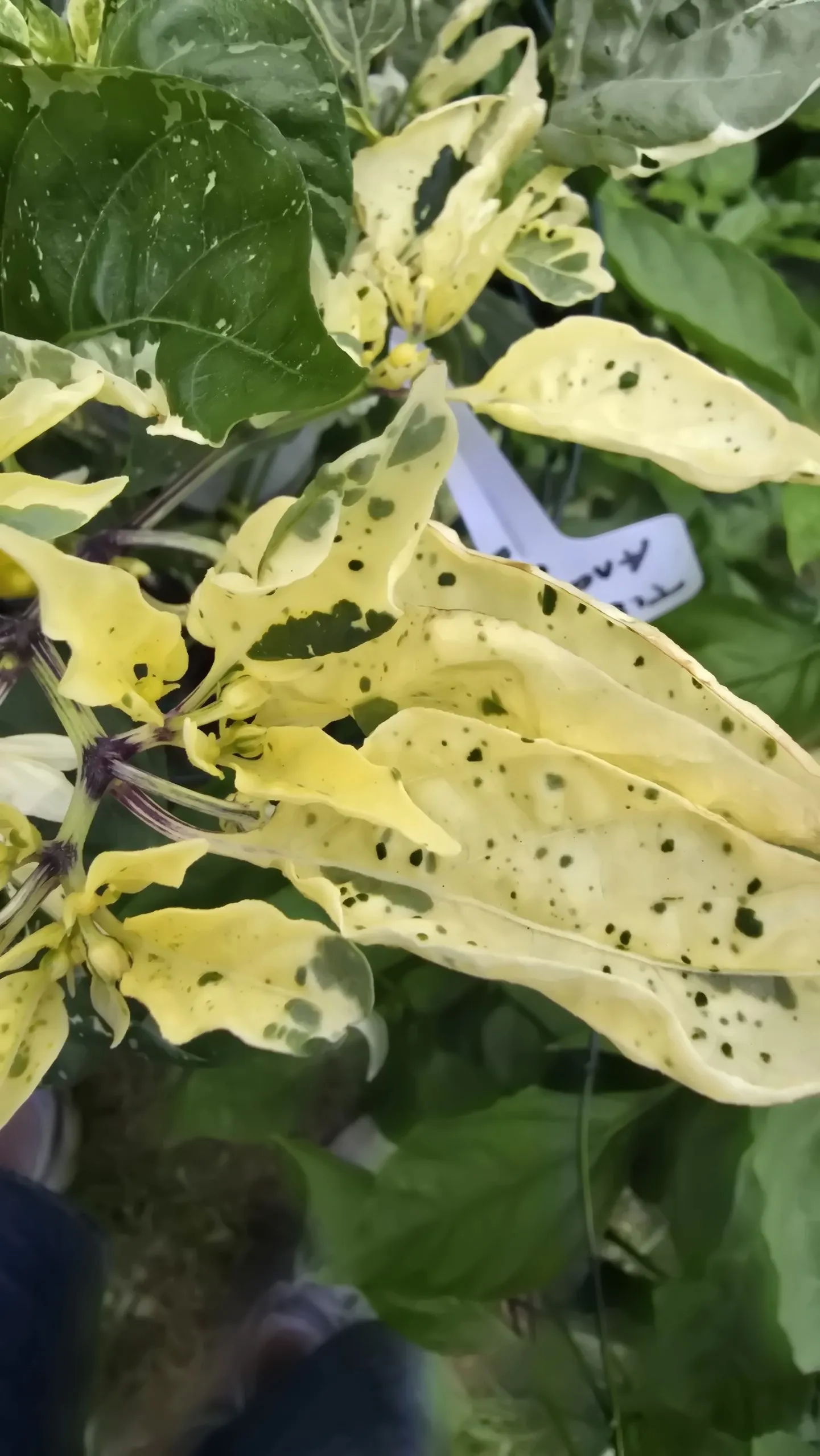 Tiger Anaheim Chilli Seeds - Image 10