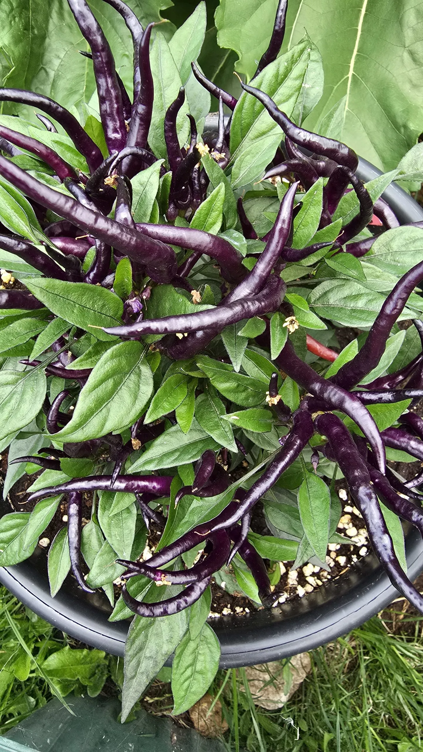 Sunset Sweet Pepper Seeds - Image 8