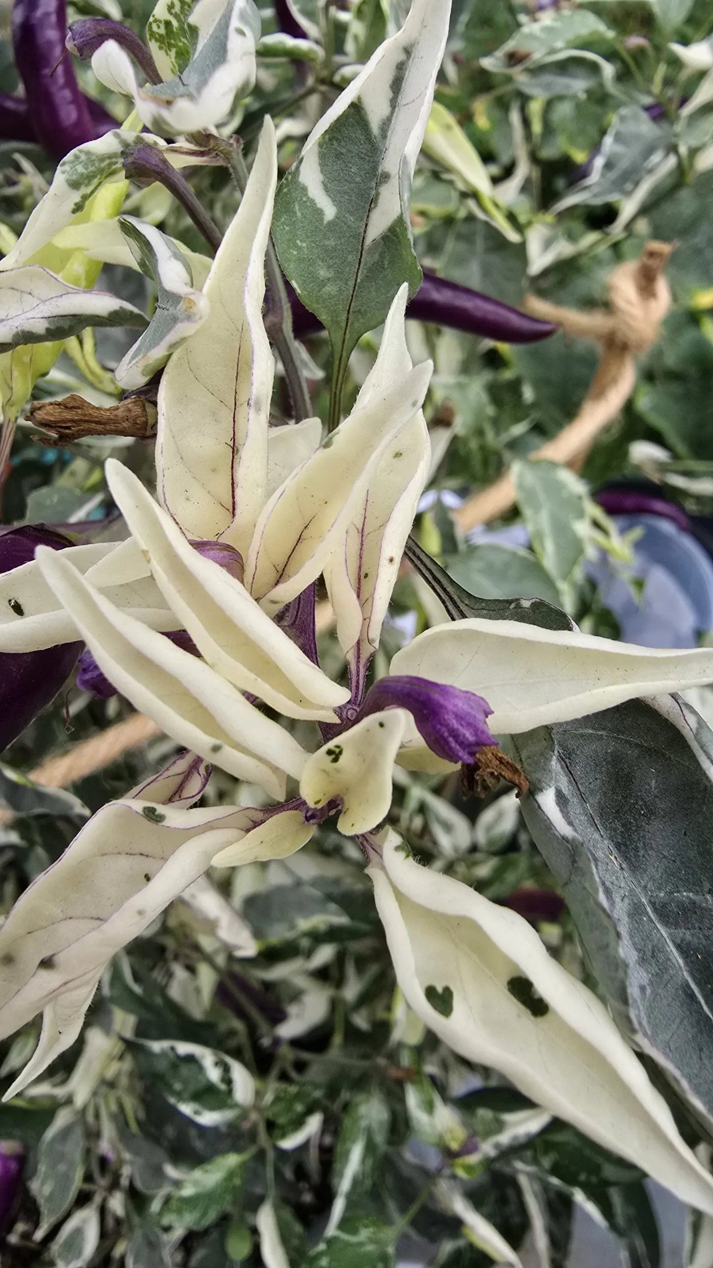 Dreamcatcher Dwarf × Buena Mulato F5 Chilli Seeds - Image 4