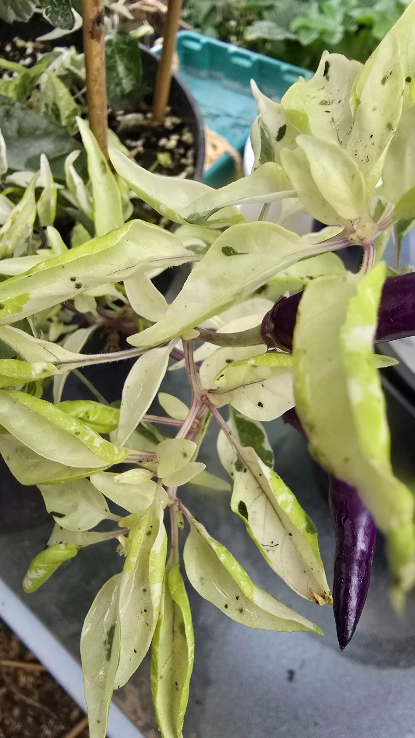 Dreamcatcher Dwarf × Buena Mulato F5 Chilli Seeds - Image 3