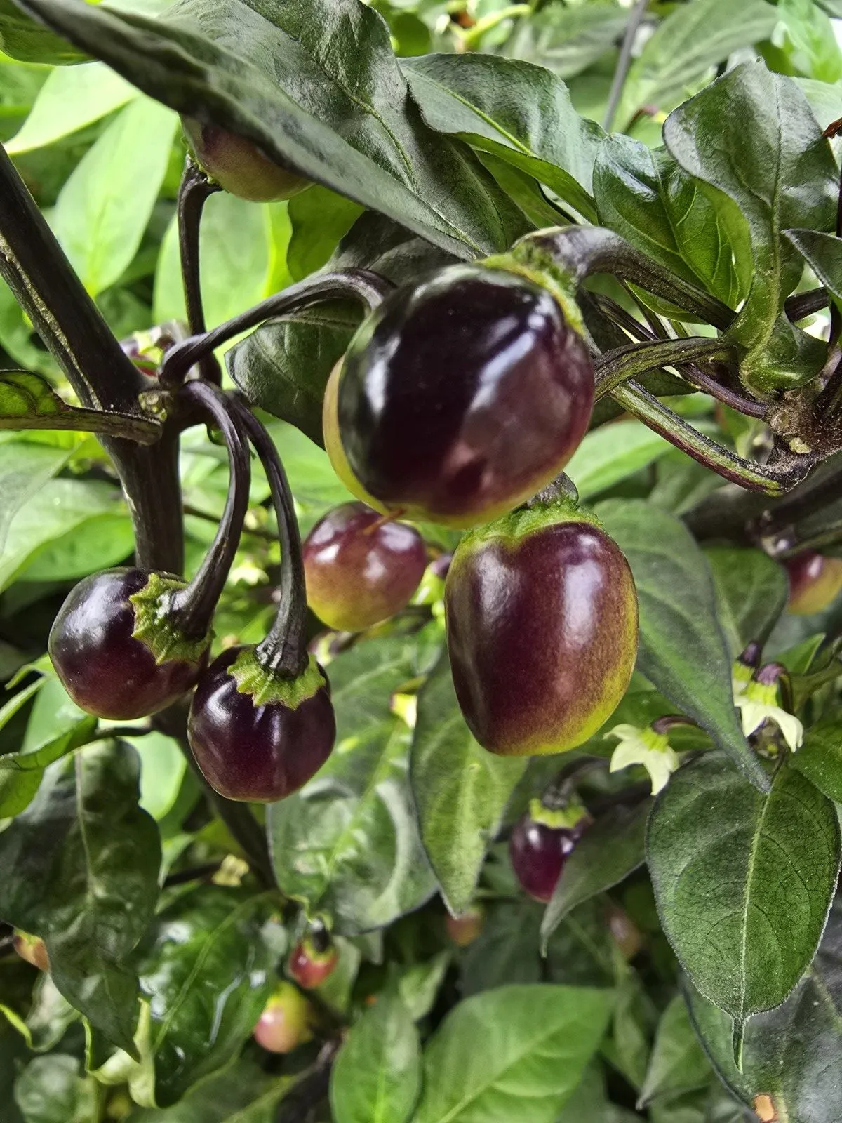 Olho de Mutum Chilli Seeds - Image 12