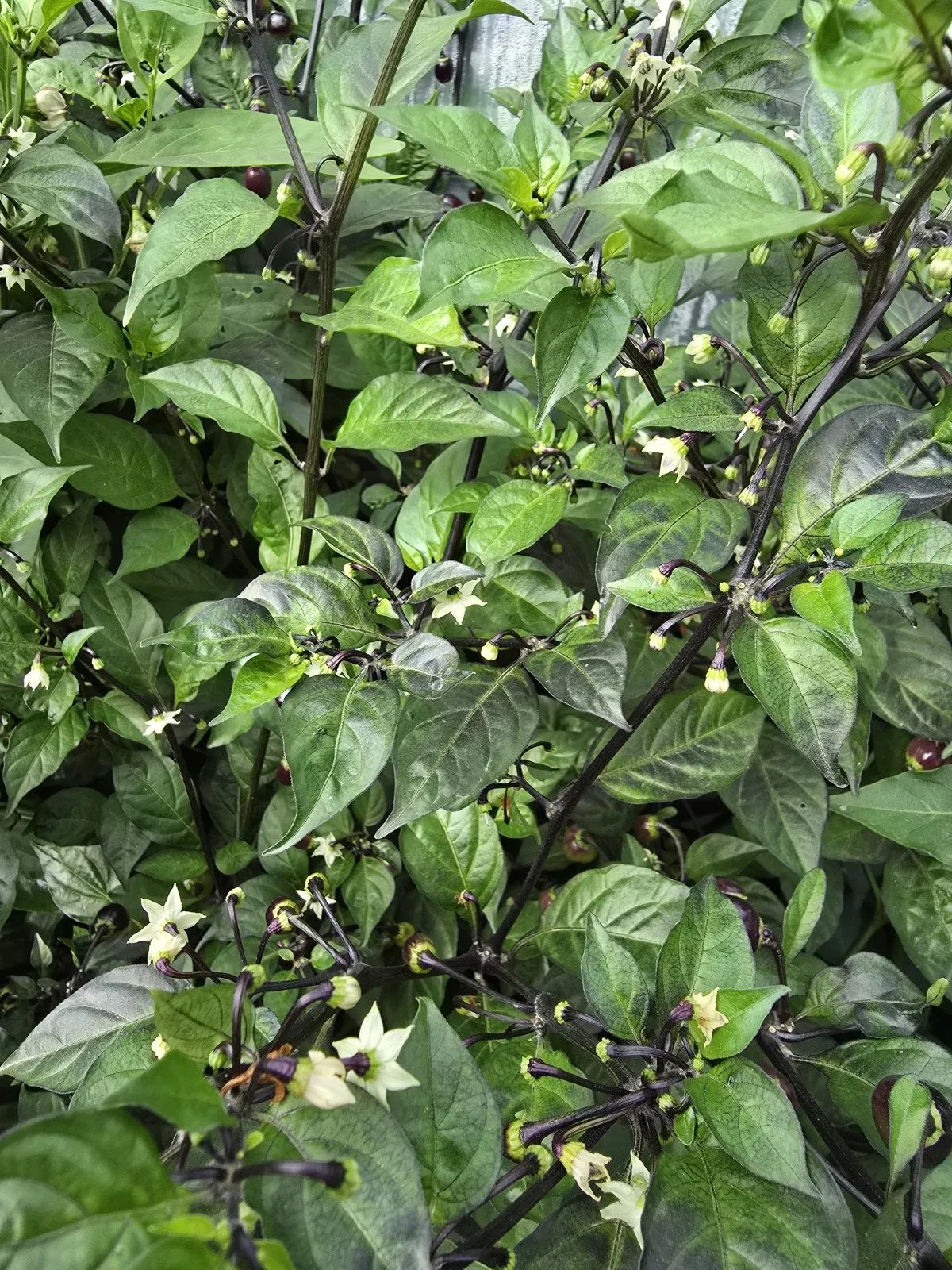 Olho de Mutum Chilli Seeds - Image 11