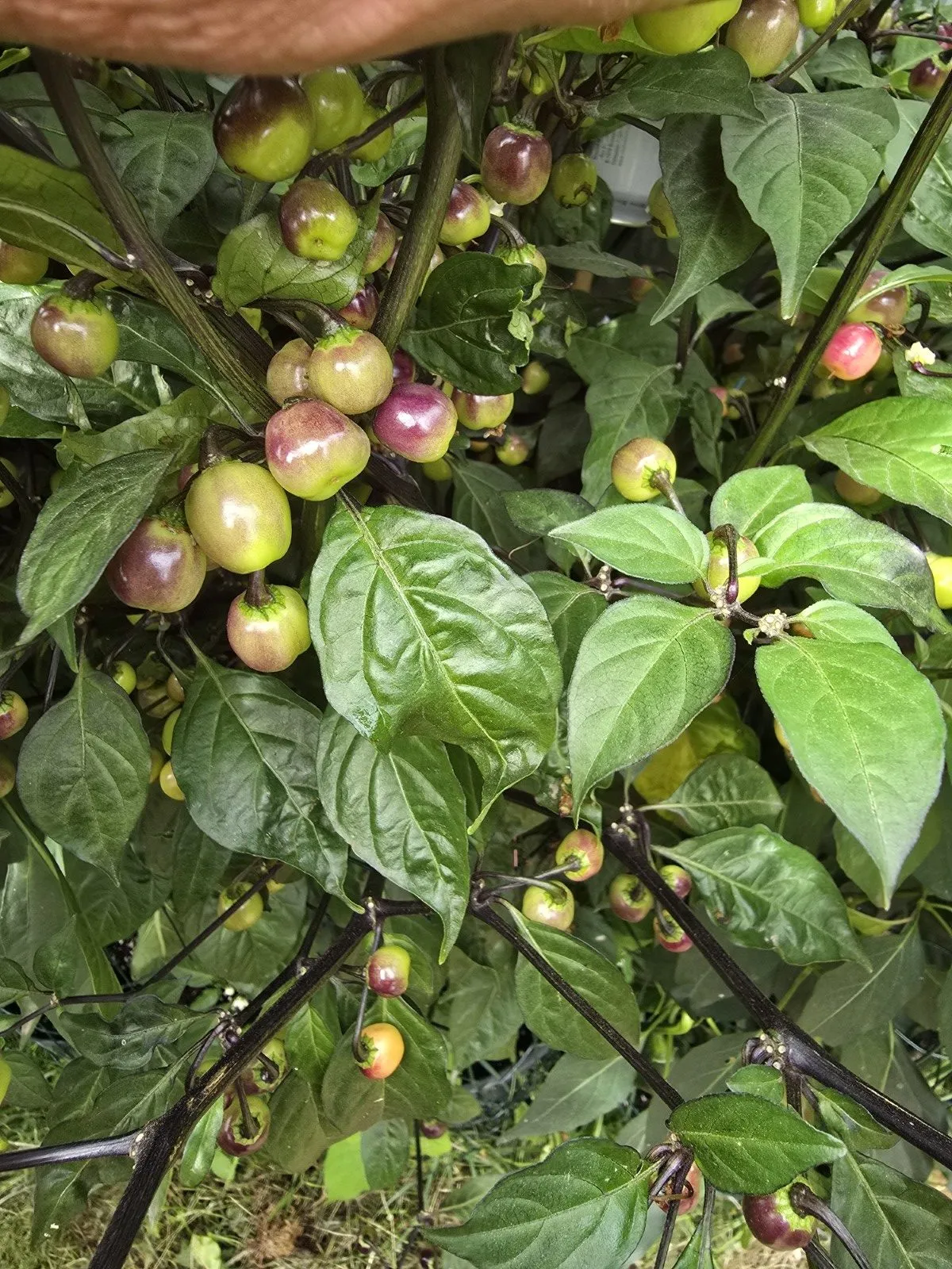 Olho de Mutum Chilli Seeds - Image 10