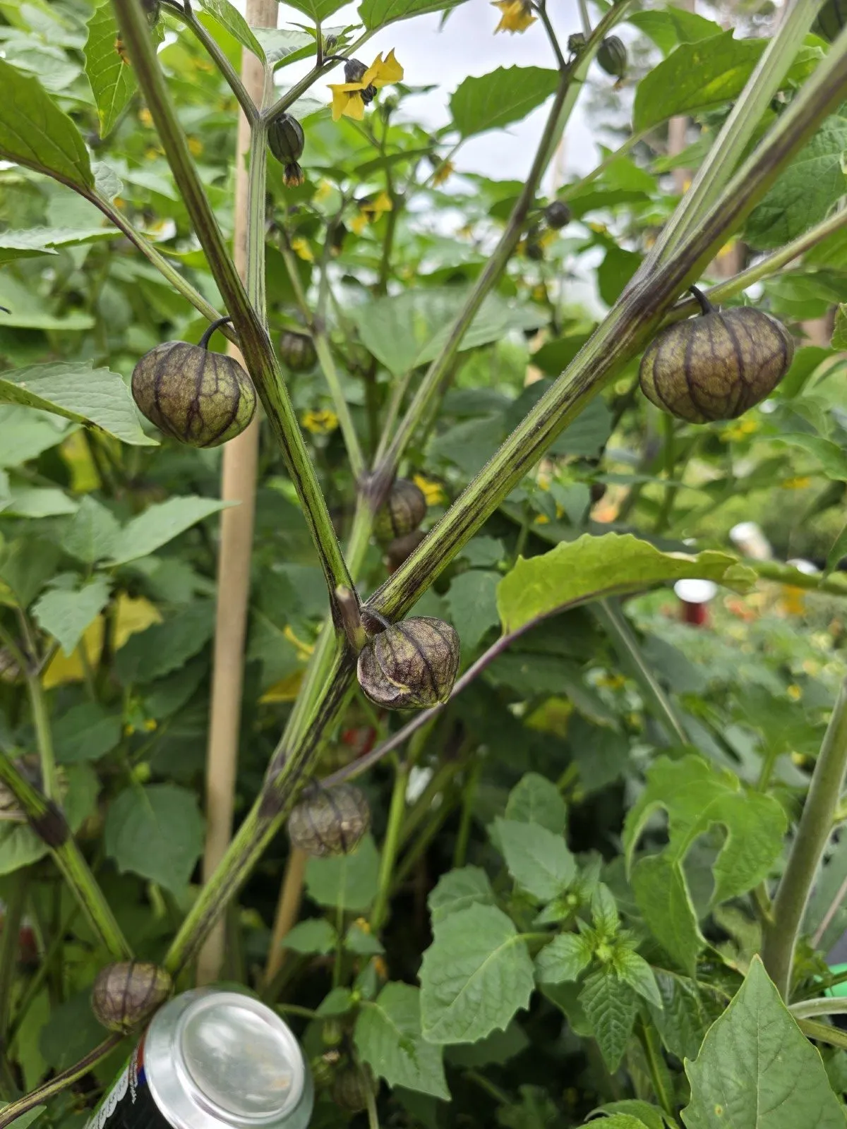 Purple Coban Tomatillo Seeds - Image 3