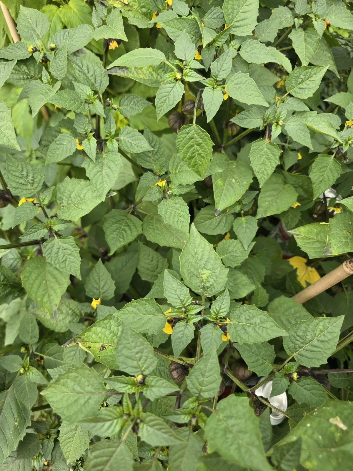 Purple Coban Tomatillo Seeds - Image 2