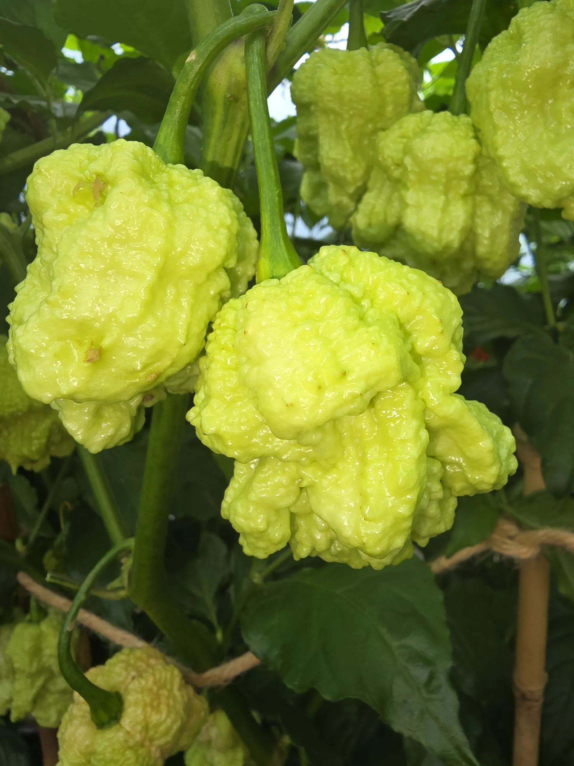 Kevin's Fried Chicken Chilli Seeds - Image 10