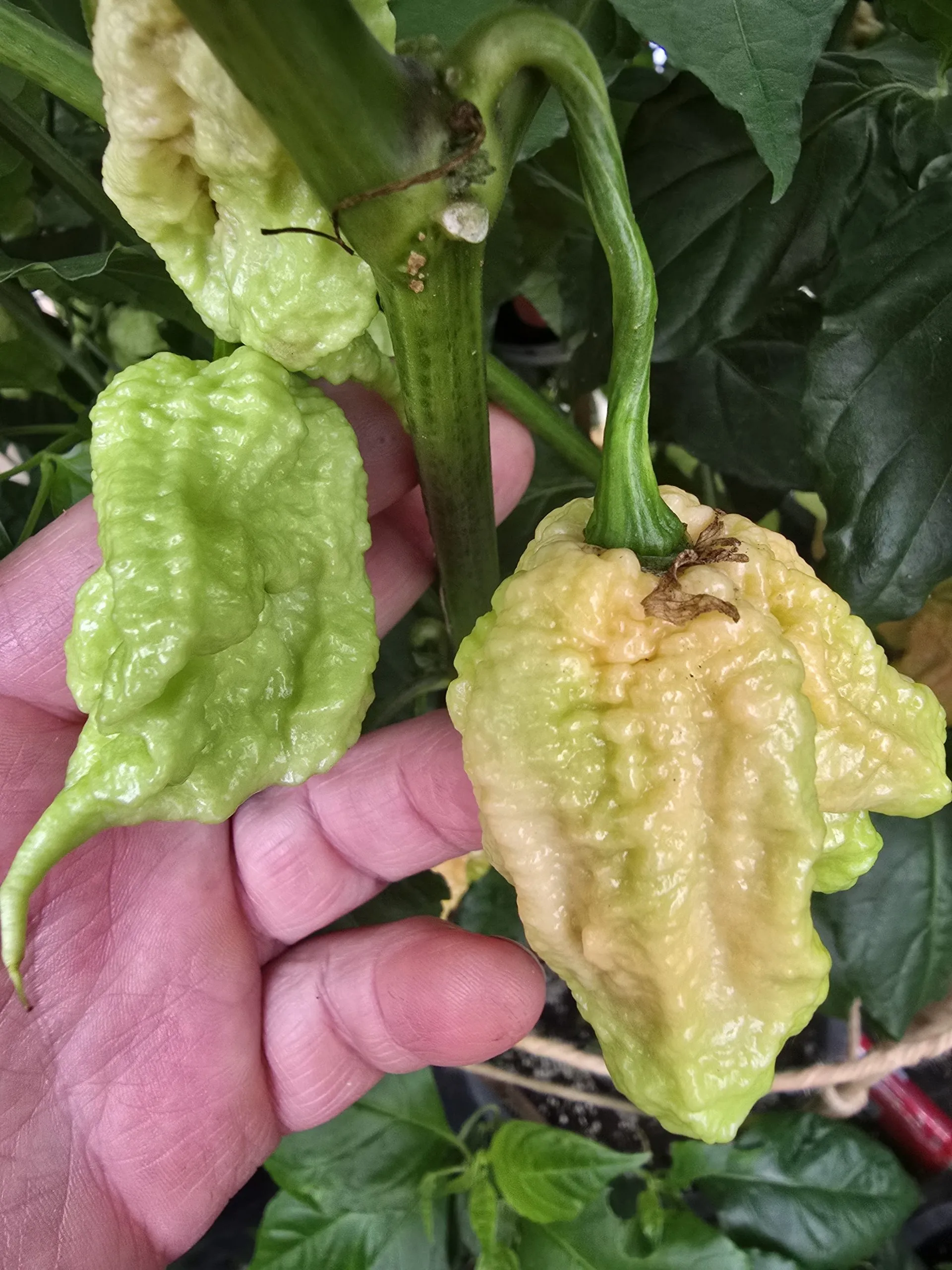 Kevin's Fried Chicken Chilli Seeds - Image 9