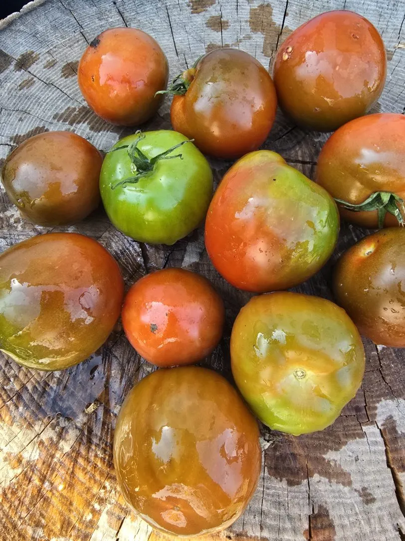 Large Kumato Tomato Seeds - Image 4