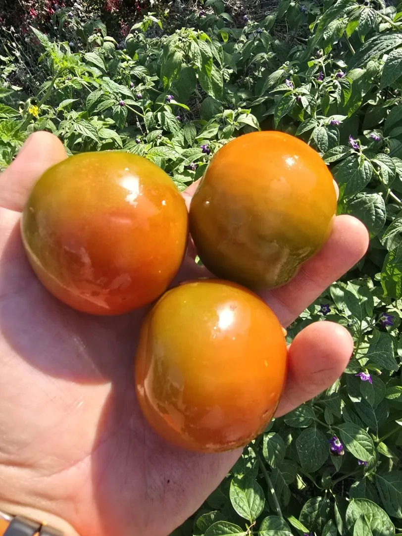 Large Kumato Tomato Seeds - Image 2
