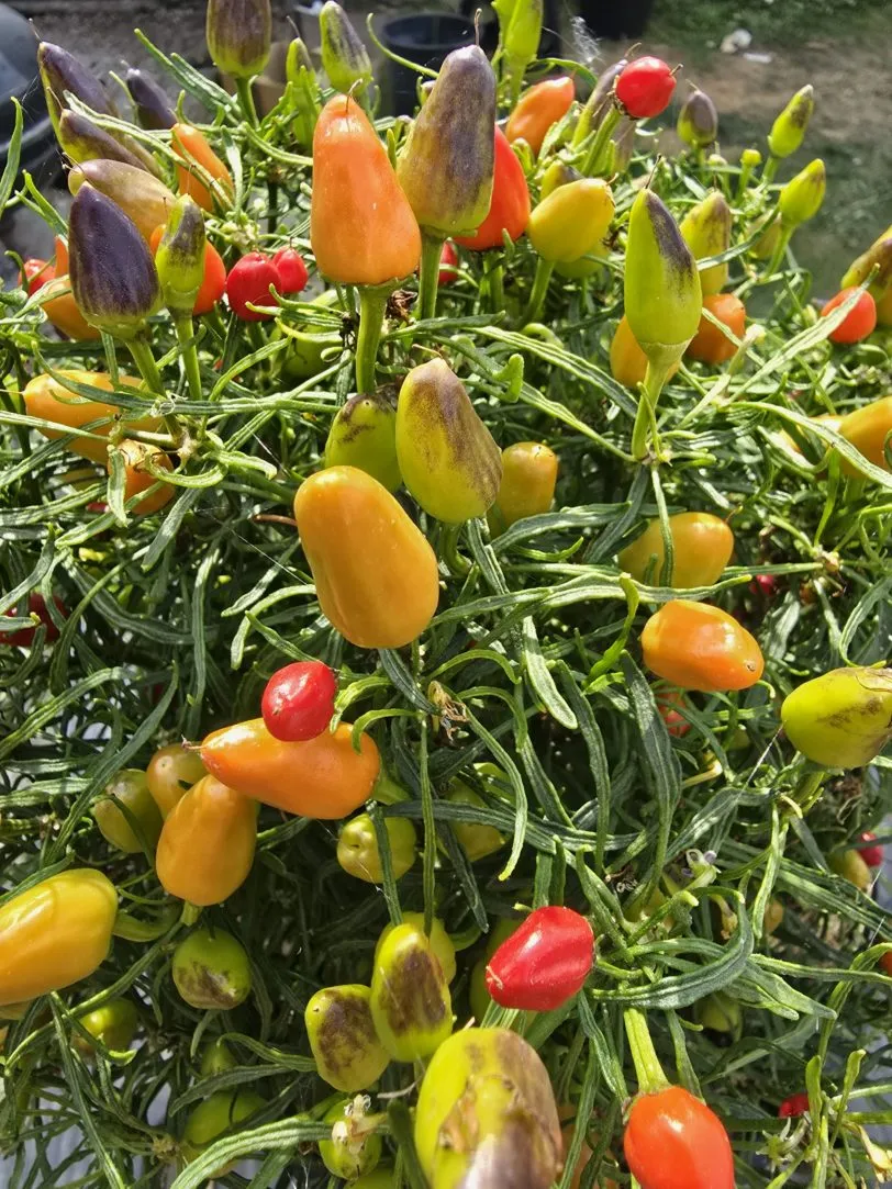 F5 Mutant Blue Xmas × Candlelight Mutant × RH Lilac Chilli Seeds - Image 9