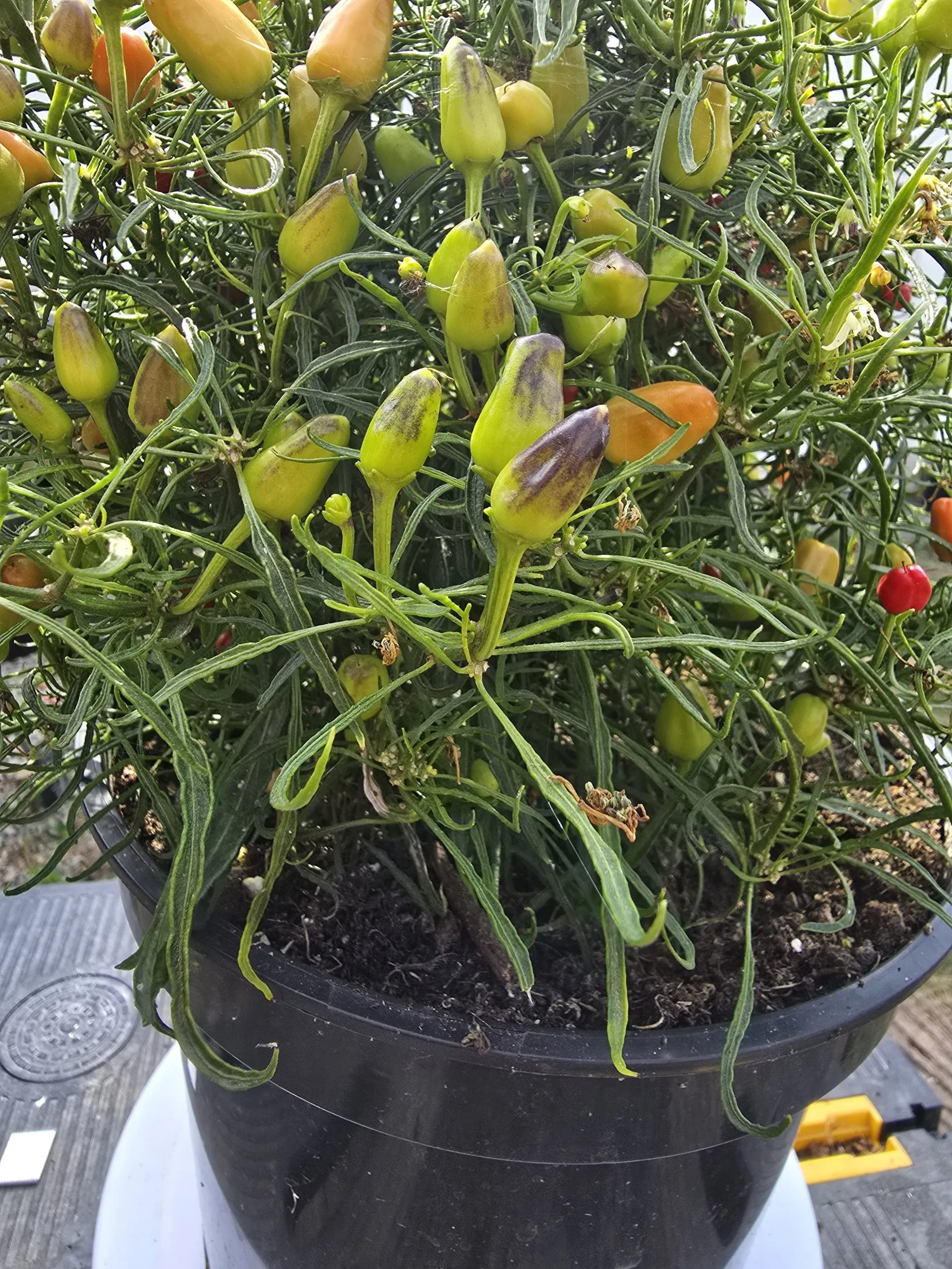 F5 Mutant Blue Xmas × Candlelight Mutant × RH Lilac Chilli Seeds - Image 3