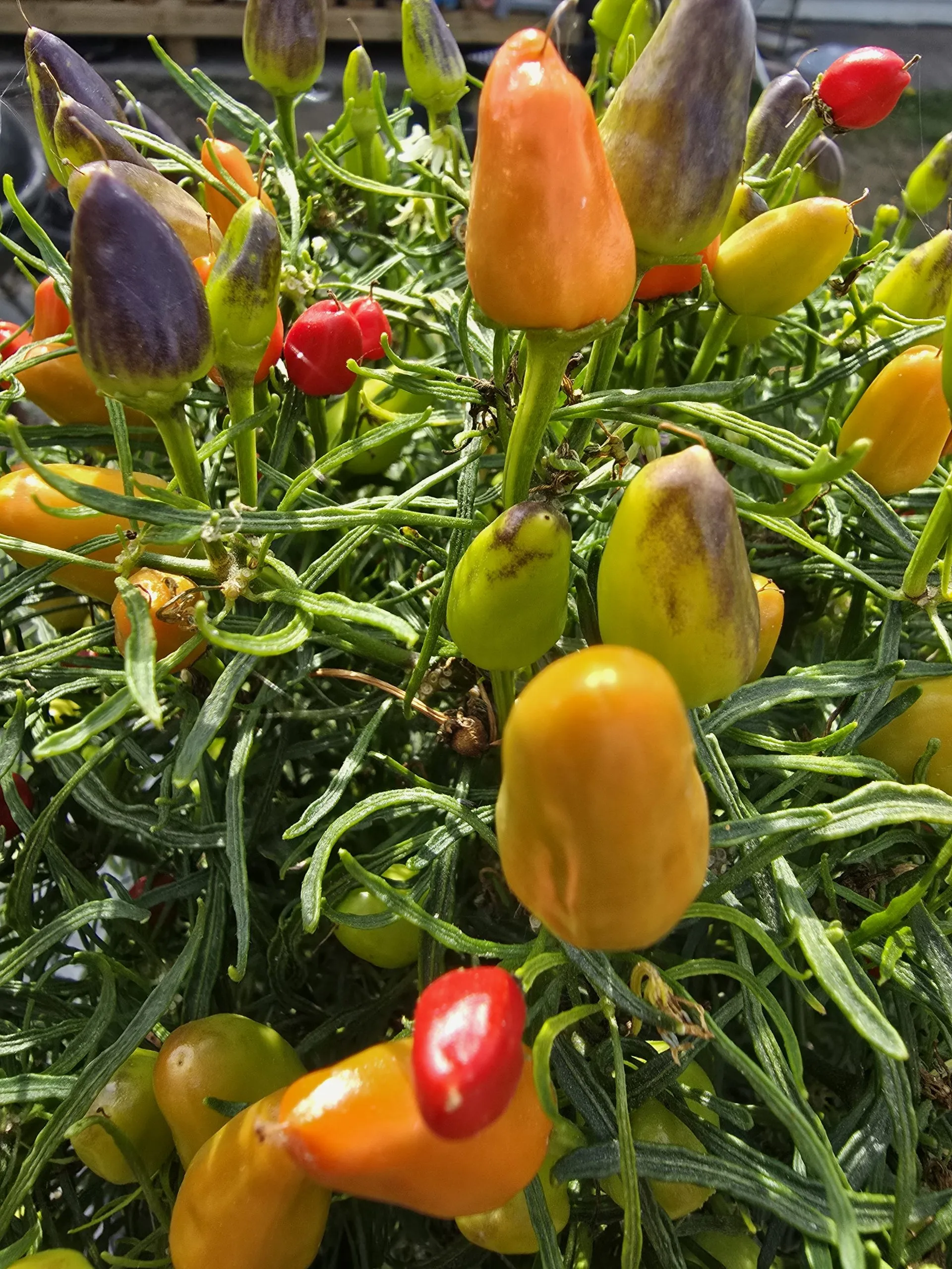 F5 Mutant Blue Xmas × Candlelight Mutant × RH Lilac Chilli Seeds - Image 2