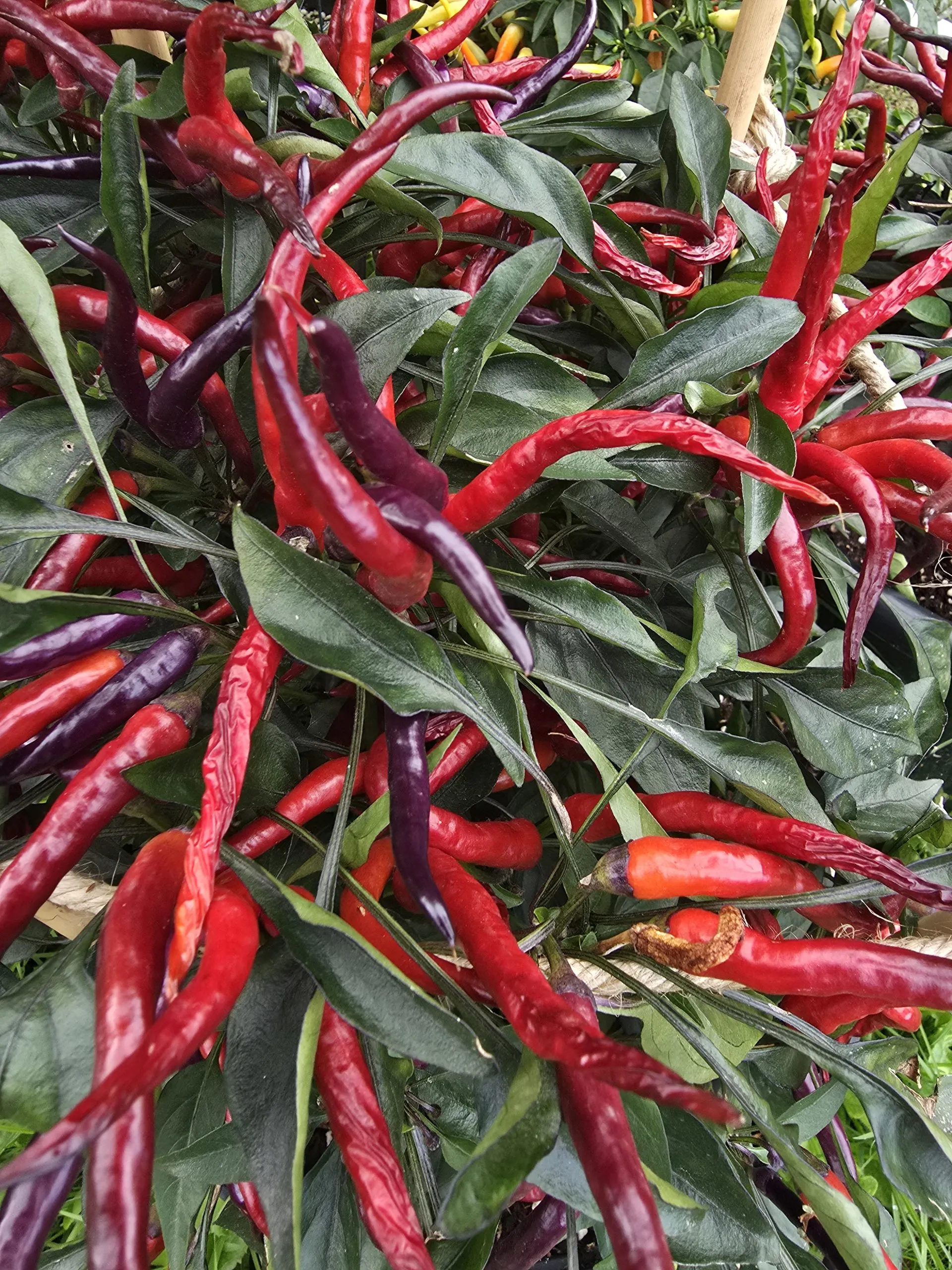 Sunset Sweet Pepper Seeds - Image 5