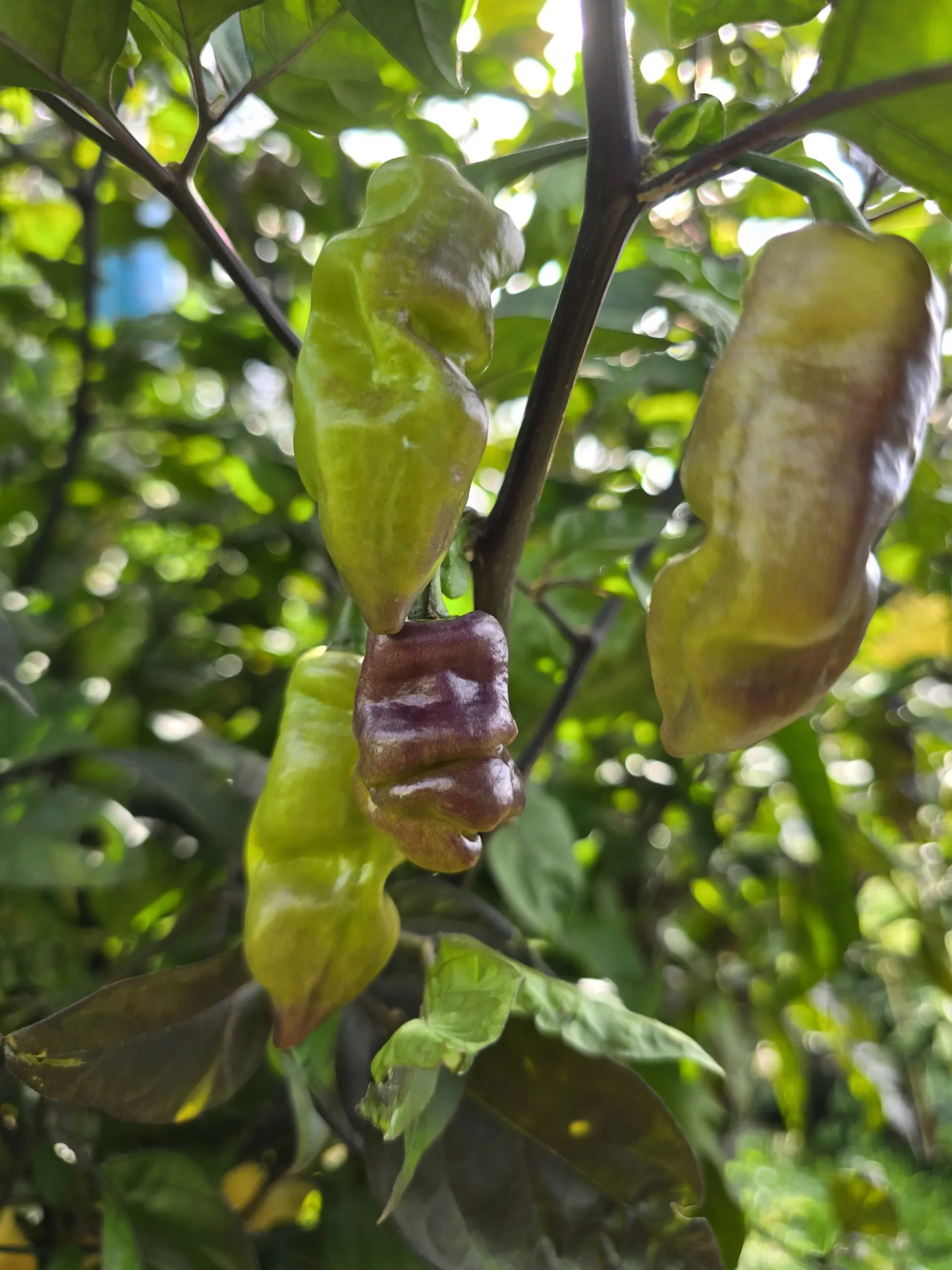 Pink Tiger X Faddas White Chilli Seeds - Image 7