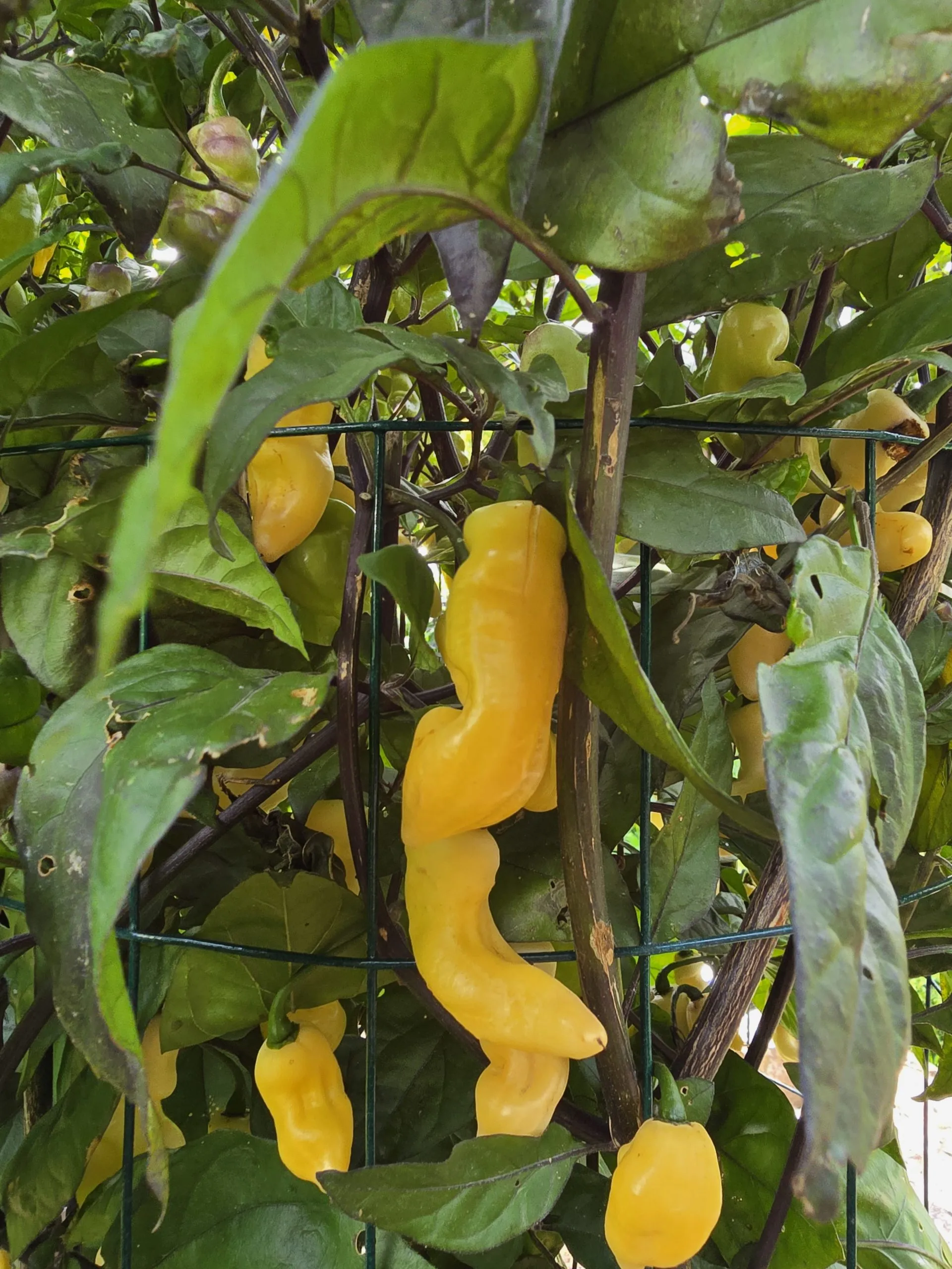 Pink Tiger X Faddas White Chilli Seeds - Image 6