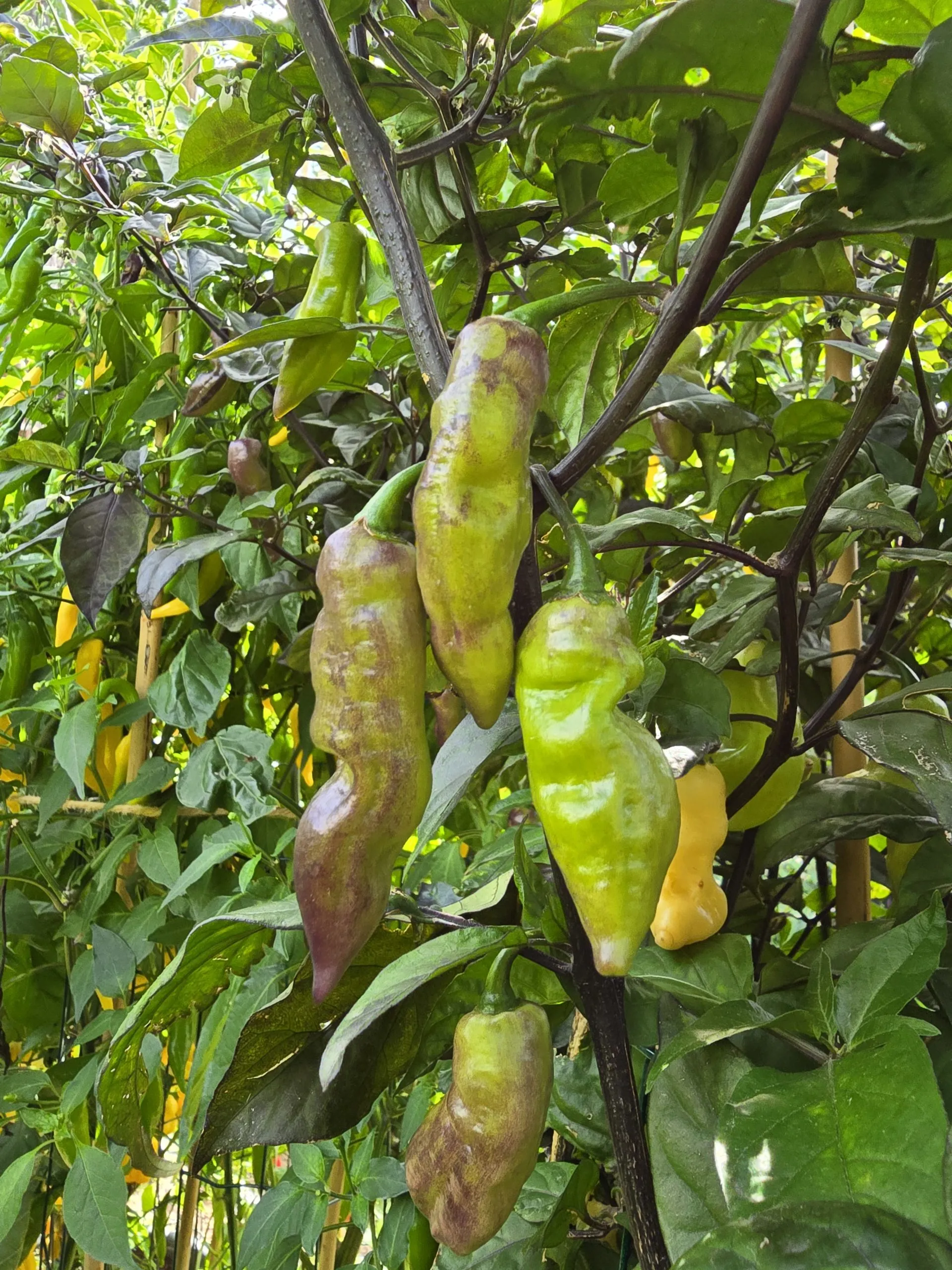 Pink Tiger X Faddas White Chilli Seeds - Image 5